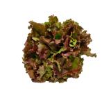 Salat Batavia rot Hebscheid