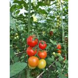 Tomaten rund