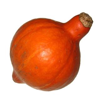 Kürbis Hokkaido Hebscheid