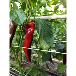 Paprika, spitz