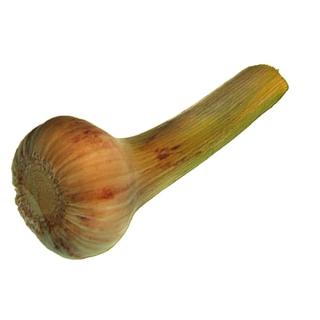 Knoblauch