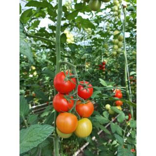 Tomaten rund