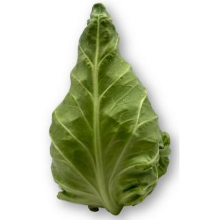 Spitzkohl
