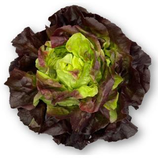 Kopfsalat rot