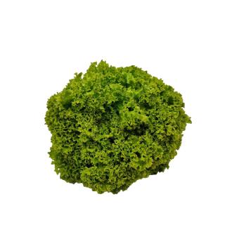 Salat Lollo grün Hebscheid