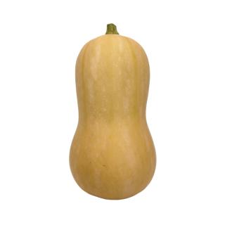 Kürbis Butternut
