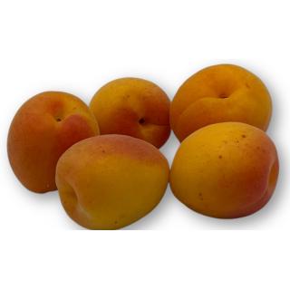 Aprikosen