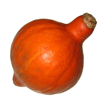 Kürbis Hokkaido Hebscheid