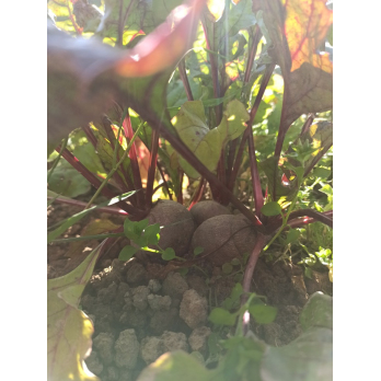 Rote Bete mit Laub