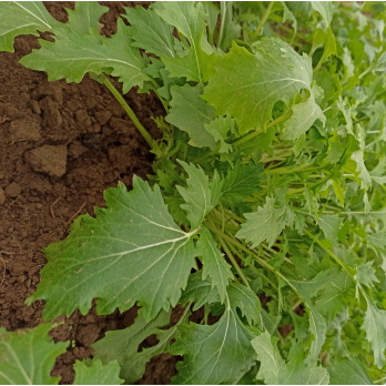 Rübstiel im Bund 250 g