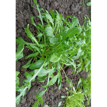 Rucola