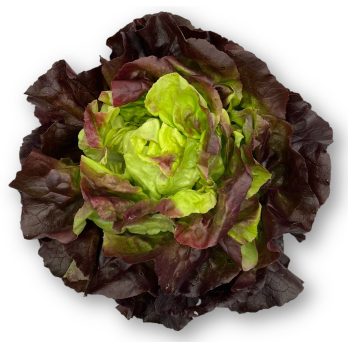 Kopfsalat rot