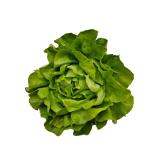 Salat Kopfsalat grün Hebscheid