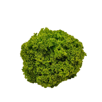 Salat Lollo grün Hebscheid