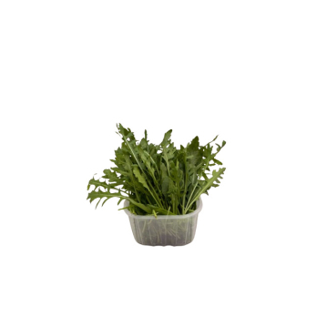 Rucola im Bund 100 g